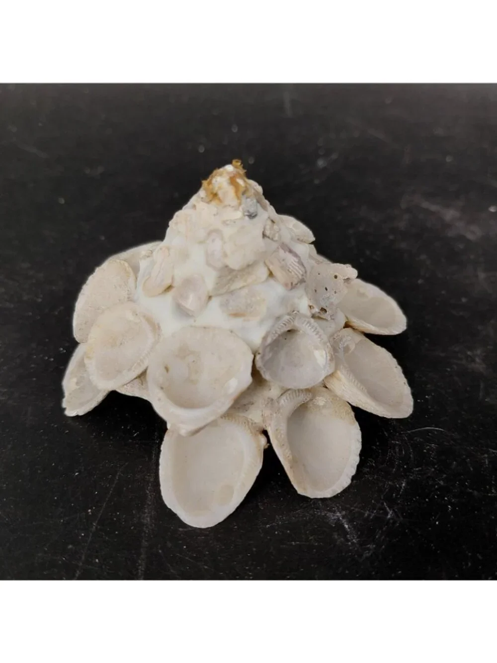 Seashell Barnacle Cluster Decorative Balls Set 2 Nautical Multicolor Beach Decor - Picture 6 of 16